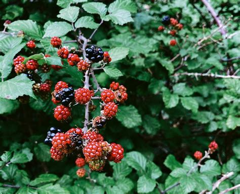 Blackberry Bush Care | Plant Addicts