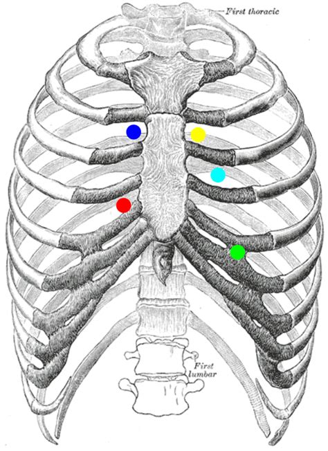 File:Heart sounds auscultation areas.svg - Wikimedia Commons