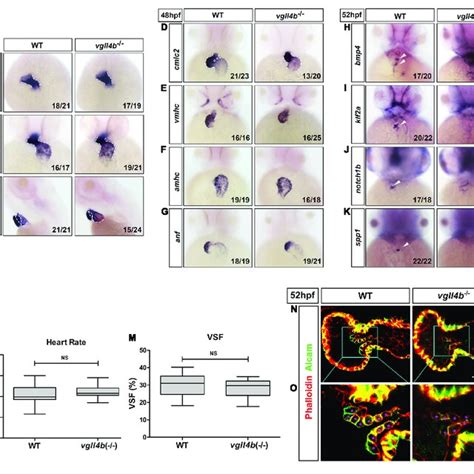 The Establishment Of A Zebrafish Vgll B Knockout Line A Schematic