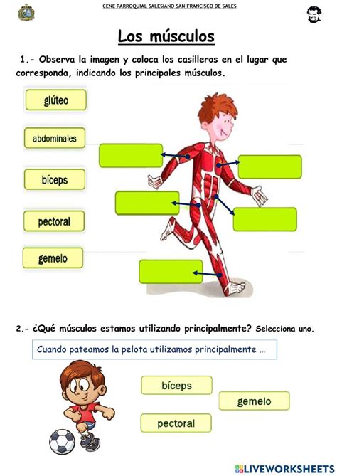 Sfs LOS MÚSCULOS worksheet Sistema muscular para niños Los