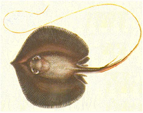 GiaNT freShWatEr StinGRaY!!!! | MonsterFishKeepers.com