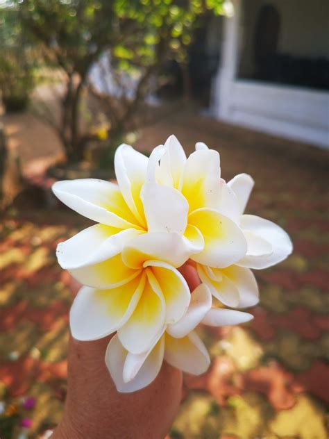 Scent Plumeria Tropics Free Photo On Pixabay Pixabay