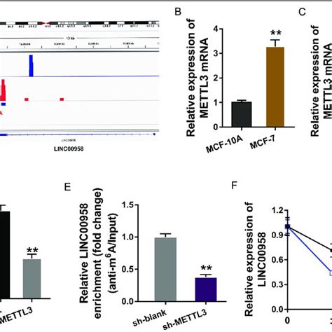 M 6 A Induced The Upregulation Of Linc00958 In Bc Cells A Merip Seq