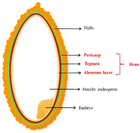 extraction structural characterization biological functions