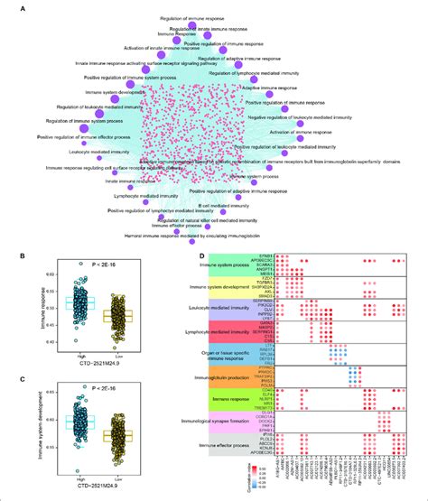 Mapping The Developing Human Immune System Across Organs