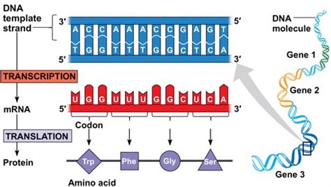 Ch 14 Gene Expression From DNA To Protein Flashcards Quizlet
