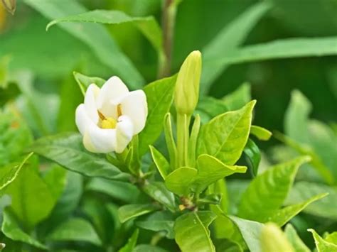 What Is The Best Fertilizer For Gardenias 【2024】the Garden Style