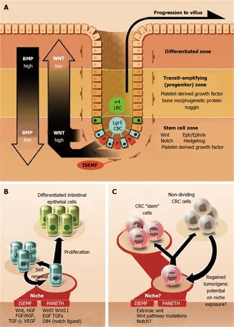 Niche Regulation Of The Normal Intestinal Epithelium And Colorectal