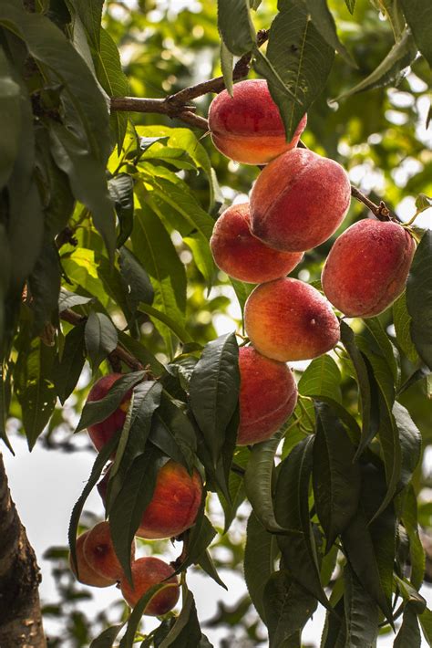 Aadu Fruit Tree | Fruit Trees