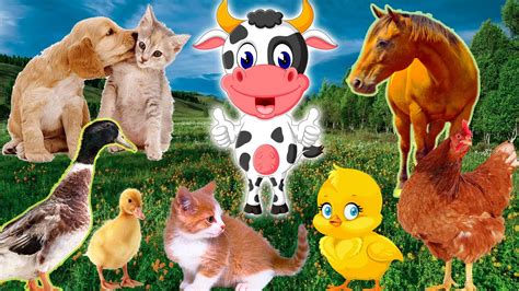 Baby Farm Animal Moments Duck Chicken Cat Cow Dog Horse Youtube