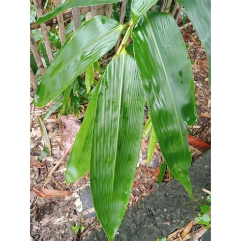 Jual Daun Bambu Lebar Bacang Segar Lembar Shopee Indonesia