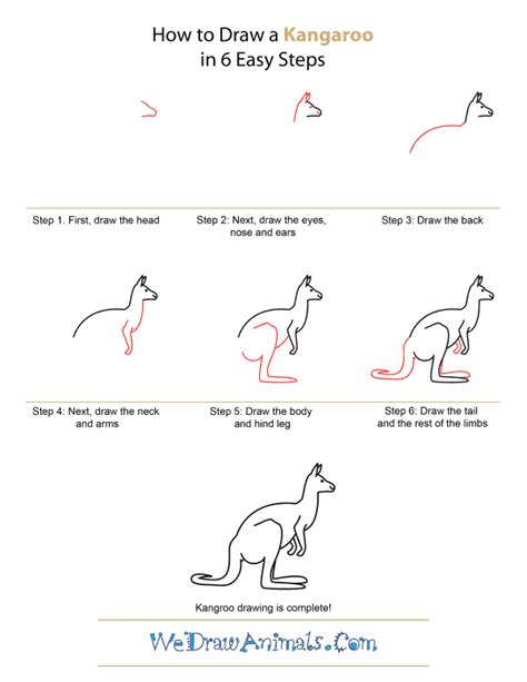 Kangaroo Drawing Step Step