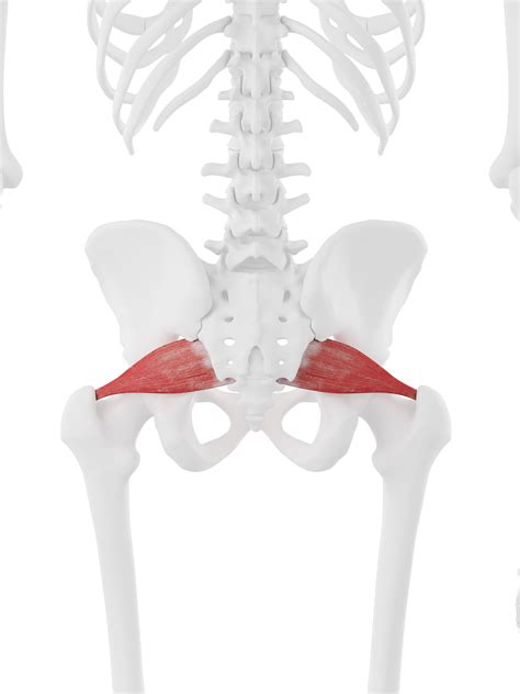 Piriformis | Spinal nerve, Greater trochanter, Piriformis