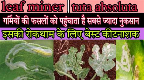 Leaf Miner Treatment।leaf Miner Insecticide।tuta Absoluta In Tomato।