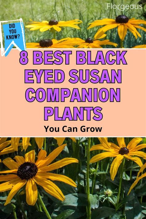 8 Best Black Eyed Susan Companion Plants You Can Grow In 2024