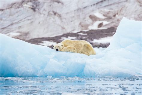 Polar Bears Could Be Extinct By 2100 Due To Climate Crisis