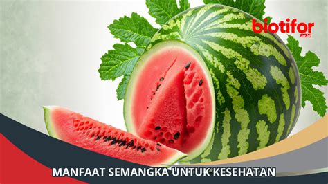 Berbagai Manfaat Semangka Untuk Kesehatan Simak Biotifor