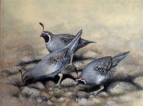 Bob Haynes Quail Covey Birds Realistic Oil Painting On Board Signed