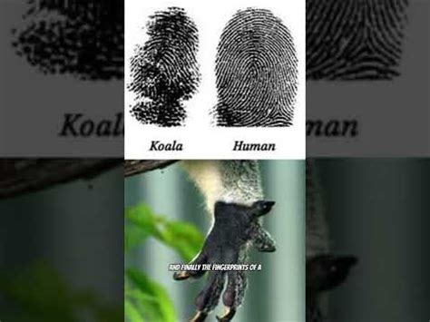 KOALA VS HUMAN FINGERPRINTS?! #Shorts - YouTube