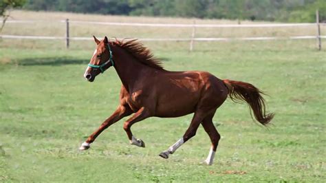 Anglo Arabian Horse Facts And Information – Breed Profile - AHF