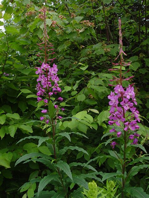 Chamerion Angustifolium Narrow Leaved Fireweed Go Botany