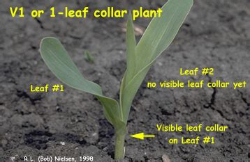 corn leaf staging plant morphology details purdue univ