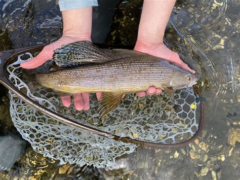 Grayling Revival: Researchers hope to reintroduce a once-abundant ...