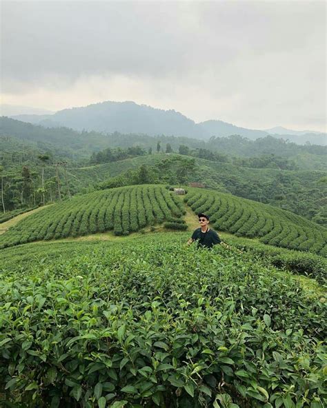 Kebun Teh Cikuya Objek Wisata Alam Di Selatan Lebak Banten Kabar