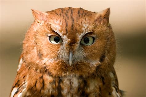 Red Phase Eastern Screech Owl Wally Hartshorn Flickr