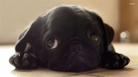 Black Pug Wallpapers - Top Free Black Pug Backgrounds - WallpaperAccess