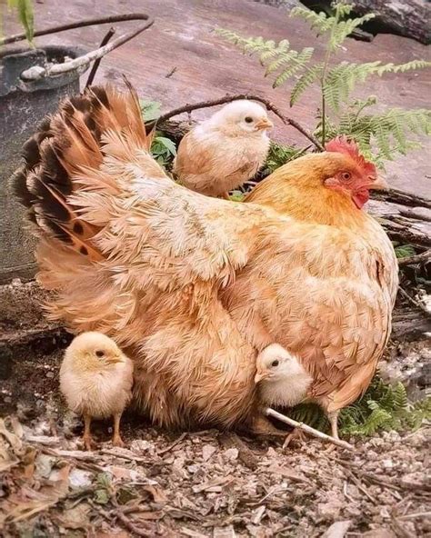 From Fluffy Chicks To Majestic Roosters These Captivating Chicken