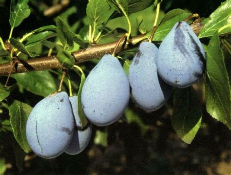 Купить Слива STANLEY в горшке/устойчивая к болезням: отзывы, фото и ...