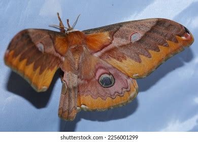 Saturnia Japonica Giant Silkworm Moth Stock Photo 2256001299 | Shutterstock