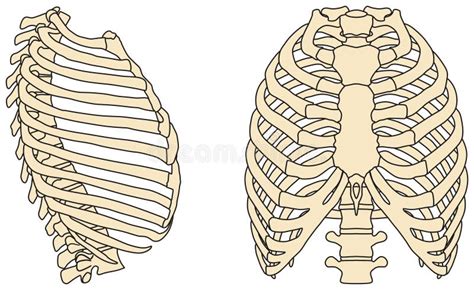 Human Rib Cage Anatomy Infographic Diagram Stock Vector Illustration