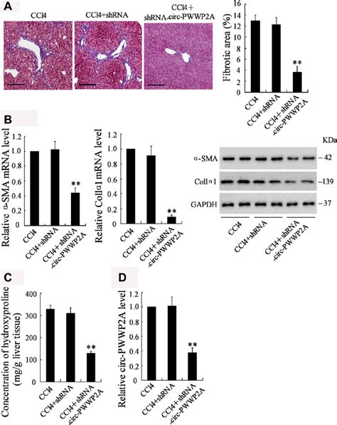 Downregulating Circ Pwwp2a Alleviates Hepatic Fibrosis In Vivo The