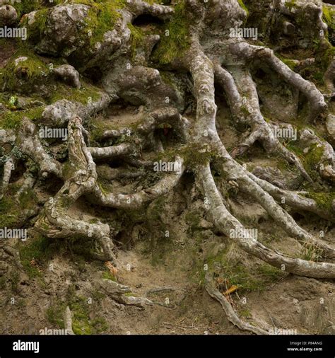 Baumwurzeln Ganz Nah Fotos Und Bildmaterial In Hoher Aufl Sung Alamy