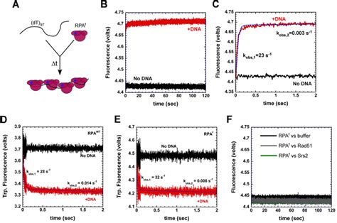 Kinetics of RPA binding to ssDNA. (A) Schematic of stopped-flow ... 