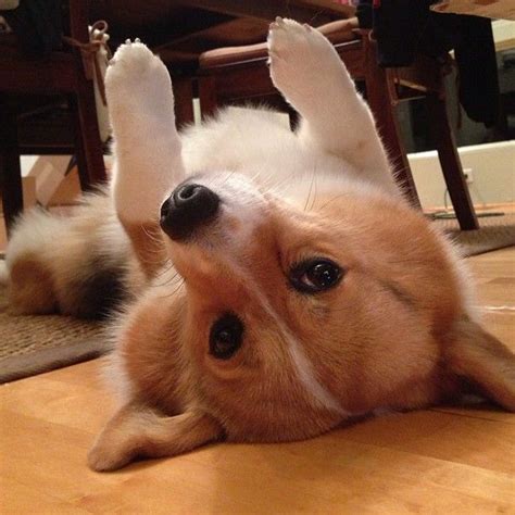 Put your paws up for corgis! | Cutie-pie Pembroke Welsh Corgi, Cupcake ...