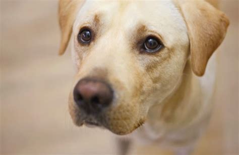 32+ Unique Female Yellow Lab Names