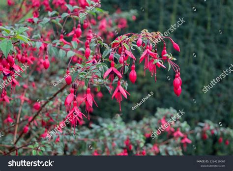 Fuchsias Pink Purple Hanging Flowers Stock Photo 2224210065 Shutterstock