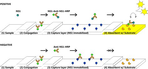 Capture Layer Lateral Flow Immunoassay A New Platform Validated In The Detection And