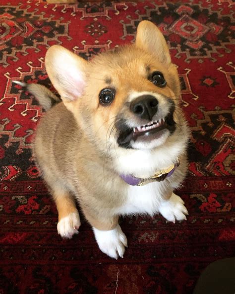 I See Were Posting Smiling Corgis…heres Merlins Attempt R Corgi