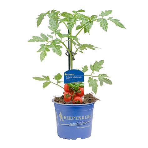 Kiepenkerl Tomate Diplom Topf Ø ca 10 5 cm Solanum lycopersicum