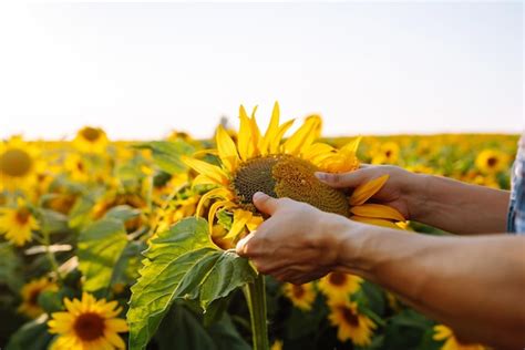 Premium Photo | Farmer examining crop in the sunflower field harvesting ...