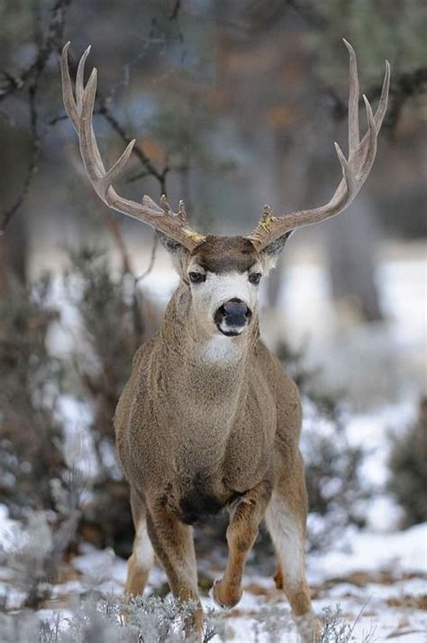900+ Nice Racks ideas | animals wild, big deer, whitetail deer