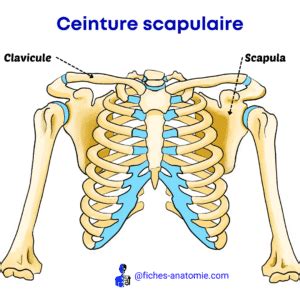 Ceinture Scapulaire Anatomie Humaine Fiches Anatomie