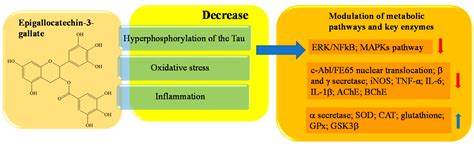 The Neuroprotective Potentiality of Flavonoids on Alzheimer’s Disease 