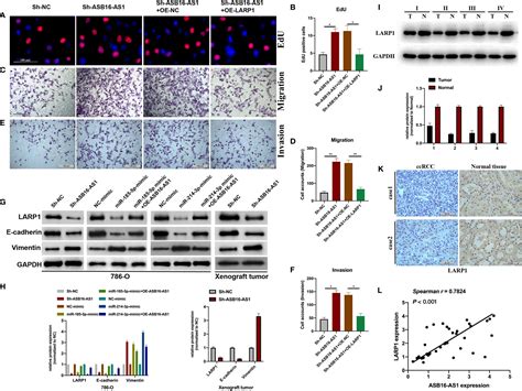 Frontiers Downregulation Of The Lncrna Asb16 As1 Decreases Larp1