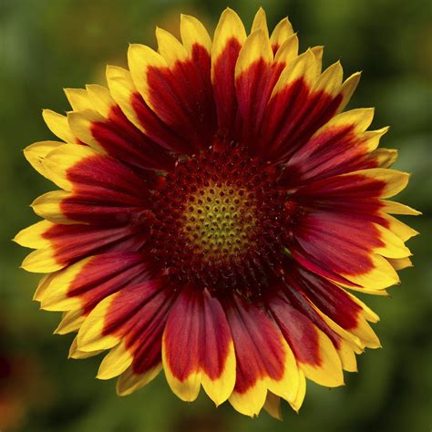 Gaillardia aristata Sunrita™ Red Yellow Tip — ThinkPlants