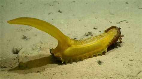 39 Potential New Species Discovered In The Sea